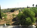 Bois d'oliviers prés des ruines se rapportant à la tradition de l'Emir Abdelkader Site Naturel (Sidi-Kada)P9270701.JPG