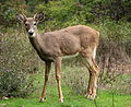 White-tailed deer at Greenough Park, Missoula.JPG