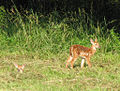 Odocoileus virginianus (white-tailed deer) 9 (8270243376).jpg