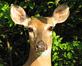 Odocoileus virginianus (white-tailed deer) 2 (8269178103).jpg