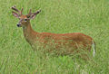 Odocoileus virginianus (white-tailed deer) 10 (8270245832).jpg