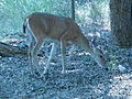 Abilene State Park Deer.jpg