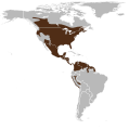 Odocoileus virginianus map.svg