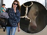 Los Angeles, CA - Ashley Greene carries her dog as she touches down at LAX on this Saturday afternoon.\n  \nAKM-GSI       September 5, 2015\nTo License These Photos, Please Contact :\nSteve Ginsburg\n(310) 505-8447\n(323) 423-9397\nsteve@akmgsi.com\nsales@akmgsi.com\nor\nMaria Buda\n(917) 242-1505\nmbuda@akmgsi.com\nginsburgspalyinc@gmail.com