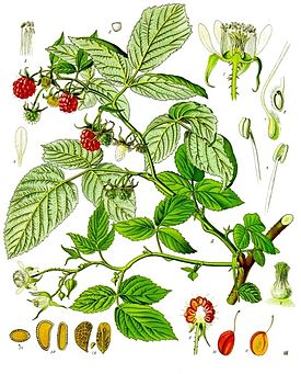 Rubus idaeus - Köhler–s Medizinal-Pflanzen-124.jpg