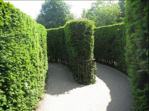 Inside Hampton Court Maze