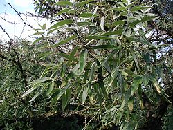 Elaeagnus-angustifolia-leaves.JPG