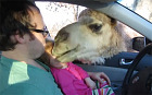 A camel sticking its head into a car