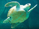 South Africa Cape Town Leatherback Turtle Dermochelys coriacea swimming inside Two Oceans Aquarium.

A049XR