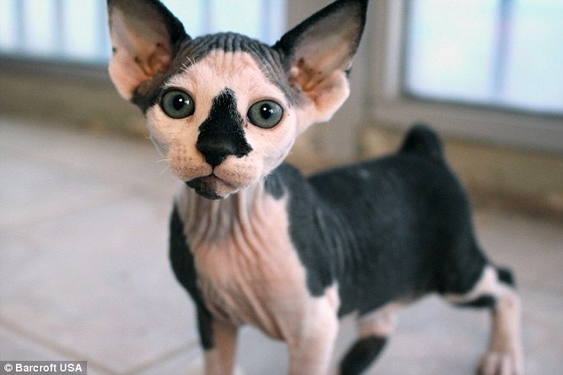 The hairless gene is a recessive gene so the first generation of kittens are produced with fur like a normal cat. Breeders then choose the best kitten from that litter and breed them with a hairless cat (Sphynxiebob pictured)