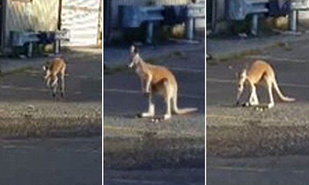 Kangaroo in Staten Island spotted hopping around on the streets
