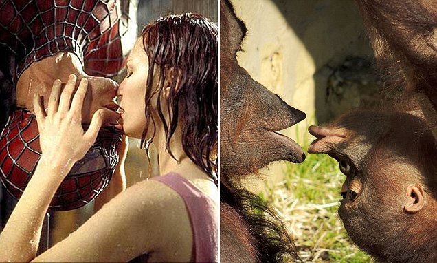 It's spider-ape! Orangutans kiss just like Spiderman and Mary Jane in the movie 