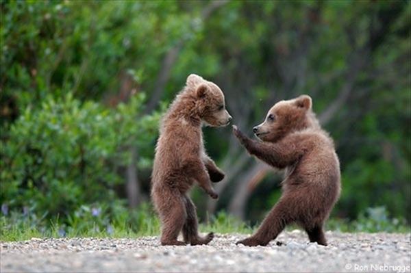 Two-Bears-Fight