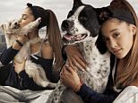 \nAriana Grande and her Rescue Dogs, watermark must be visible