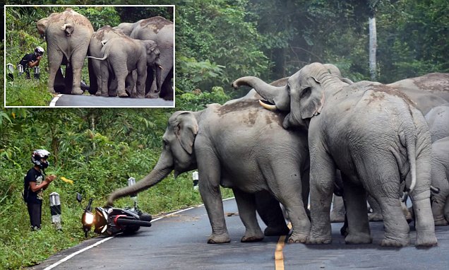Moped rider begs mercy from angry elephants who attacked him in Thailand
