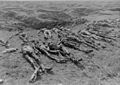 Buchenwald Ploemnitz Corpses 2.jpg