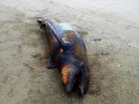 Pic shows: Dead dolphins found in the area.\n\nA huge stretch of coastline has been closed to bathers and fishermen after the discovery of dozens of rare marine animals including 21 dead dolphins that have been washed up on a shore off the coast of Western Mexico.\n\nThe dolphins were found along with 11 turtles and four sea lions all of which had died from a mystery condition. Some had been washed ashore but others were simply floating in the water in the Golf Islands, near Sinaloa.\n\nWorried environmentalists have called for an in-depth investigation to try and establish what has caused the tragedy.\n\nNone of the sea creatures appeared marked or cut in any way so it was possible to rule out that they had been caught in fisherman¿s nets or run over by a cruise liner, something which also was largely ruled out because of the large number of dead animals.\n\nBut the fact that there are so many dead animals along a stretch of coast 42 km long is causing great concern.\n\nMexico's Fede