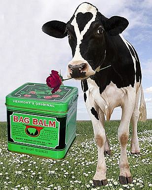 cow with rose
