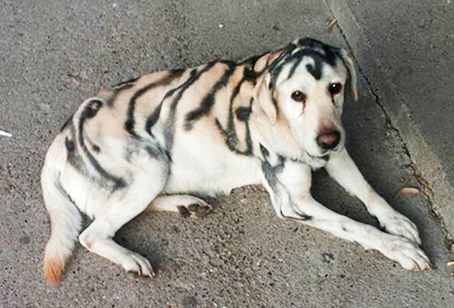 Dog is spray painted with stripes to make it look like a tiger by pranksters
