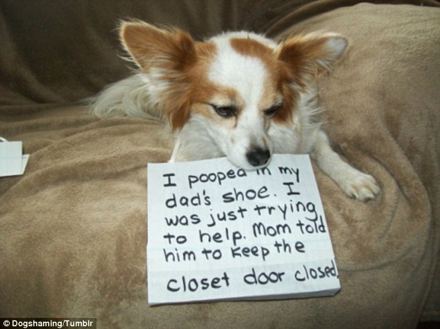 Hilarious ‘dog shaming’ images posted by owners when their beloved mutts have been particularly naughty are popular and often show pets with 'guilty' expressions 