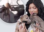 4 December 2015 - LOS ANGELES - USA\n \n **** STRICTLY NOT AVAILABLE FOR USA USAGE ***\n \n Last week, Kylie Jenner was accused of neglecting her dogs Norman, Sophie, and Bambi, after posting a video of the puppies on Snapchat in which Bambi's ribs were visible. Fans quickly accused her of animal abuse, and some even called Animal Control out of fear that the dogs were malnourished. While an investigation into how well Jenner cares for the canines is reportedly ongoing, an organization that specializes in Italian Greyhounds has come to her defense, pointing out that the breed is supposed to be lean.  Today Kylie posted a new video, titled "K-9 Care" she explains the meticulous way she takes care of her three dogs. The reality star claims she feeds her pooches "organic dry and wet food" and does not allow them to drink from the tap, only filling their bowls with purified water. Either once a day or every other day, she puts raw organic coconut oil in their food because "it makes their