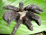 A female Phormingochilus pennellhewletti - a new species of tarantula discovered by Dean Hewlett and Mark Pennell. See SWNS story SWSPIDER: A spider fan has spent 20 years and £30,000 trekking the jungles across the world to find the first newly-recorded species of tarantula in 120 years. Brave Mark Pennell, 50, used to be frightened of the creepy crawlies, but after he adopted a pet tarantula to conquer his fear, he became obsessed with the creatures. The tattoo artist - who has owned more than 300 spiders - decided he wanted to find his own species of the hairy animal.