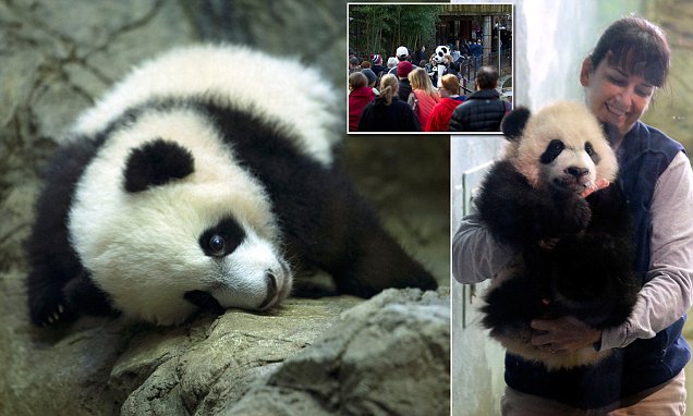 Giant panda cub Bei Bei makes public debut at the National Zoo
