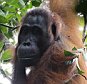 Researchers have for the first time witnessed the death of a female orangutan at the hands of another female. Even more extraordinary is that the perpetrator recruited a male orangutan as a hired gun to help her corner and attack the victim. Before this observation, lethal fights between females had never been observed in orangutans; in other primates such fights occur mainly between males, according to Anna Marzec of the University of Zurich in Switzerland. She is the lead author of a report on the fatal incident, which appears in Springer's journal Behavioral Ecology and Sociobiology.

Aggression serves ultimately to gain access to limited resources. Although aggression among primates is frequent, lethal attacks are very rare, especially among female individuals. Female Bornean orangutans live alone and typically settle in or near the area where they were born, whereas males generally disperse. The two sexes regularly associate only during the few months before a female orangutan is