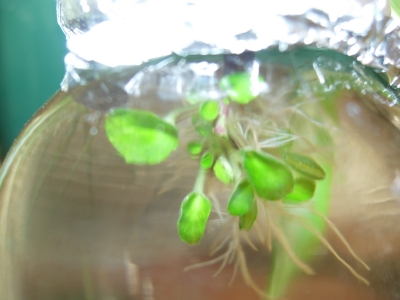Baby African violets growing in water
