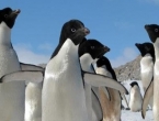 Iceberg grounds thousands of Antartica penguins