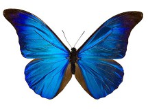 Aile de papillon : la nouvelle arme anti-contrefaçon