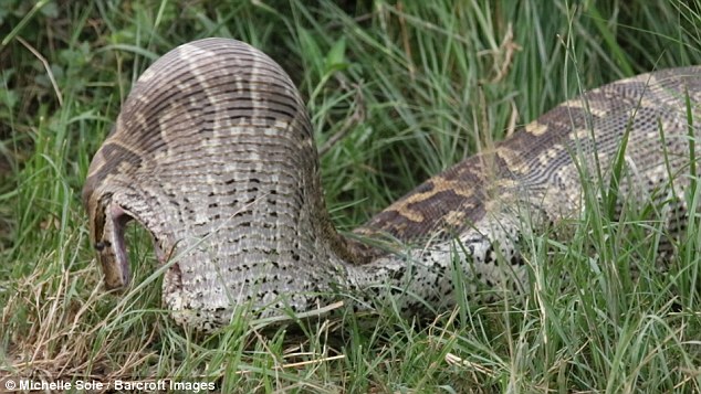 Big bite: The African rock python can swallow prey three times wider than its own head