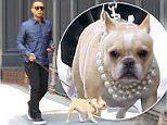 19.May.2016 - New York ñ USA\n*EXCLUSIVE ALL ROUND PICTURES*\n*** STRICTLY AVAILABLE FOR UK AND GERMANY USE ONLY ***\nNew York, NY - John Legend takes French Bulldog named Pippa who shows off  a gorgeous pearl necklace for a walk this morning after a TV appearances.\nBYLINE MUST READ : AKM-GSI-XPOSURE\n***UK CLIENTS - PICTURES CONTAINING CHILDREN PLEASE PIXELATE FACE PRIOR TO PUBLICATION ***\n*UK CLIENTS MUST CALL PRIOR TO TV OR ONLINE USAGE PLEASE TELEPHONE 0208 344 2007*