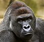 FILE - This June 20, 2015 file photo provided by the Cincinnati Zoo and Botanical Garden shows Harambe, a western lowland gorilla, who was fatally shot Saturday, May 28, 2016, to protect a 3-year-old boy who had entered its exhibit. When the 400-pound gorilla grabbed the 3-year-old boy, the sharpshooter who killed the ape wasn't police but a specially trained zoo staffer on one of the many dangerous-animal emergency squads at animal parks around the country. (Jeff McCurry/Cincinnati Zoo and Botanical Garden via The Cincinatti Enquirer via AP, File)