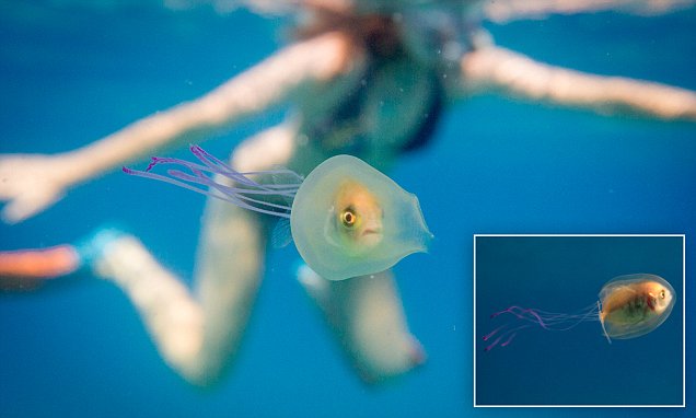 Byron Bay photographer Tim Samuel captures bizarre photo of fish trapped in a jellyfish 