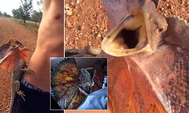 It's the REAL Jurassic Park! Hilarious video shows furious frill-necked lizard pouncing on