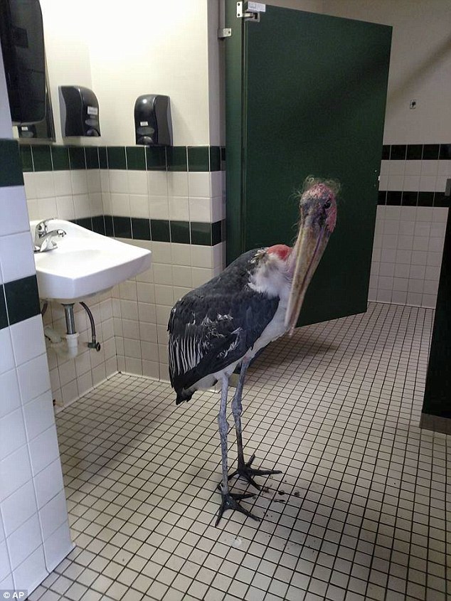 The St Augustine Alligator Farm and Zoological Park shared this adorable photo of its marabou stork hiding out from Hurricane Matthew on Thursday night