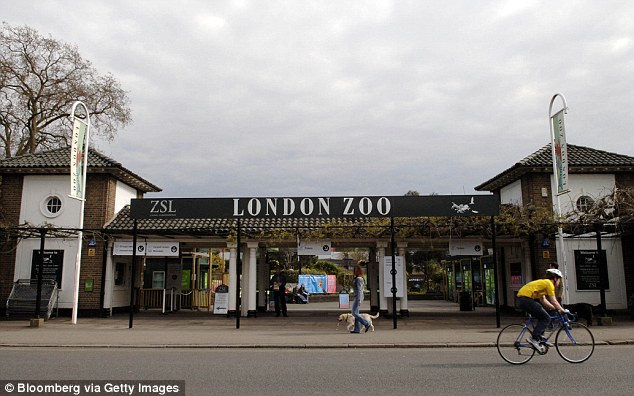 London Zoo insist that all members of the public were safe despite the escaped gorilla