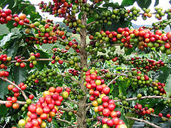 Llavors de la planta del cafè en diversos estadis de maduresa.
