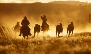 Looking to draw up a will? Make sure you're not taken for a ride by cowboy will writers