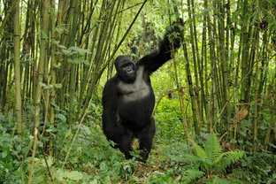 A mountain gorilla in the wild