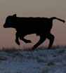 A calf runs in a pasture near Big Springs, Kansas