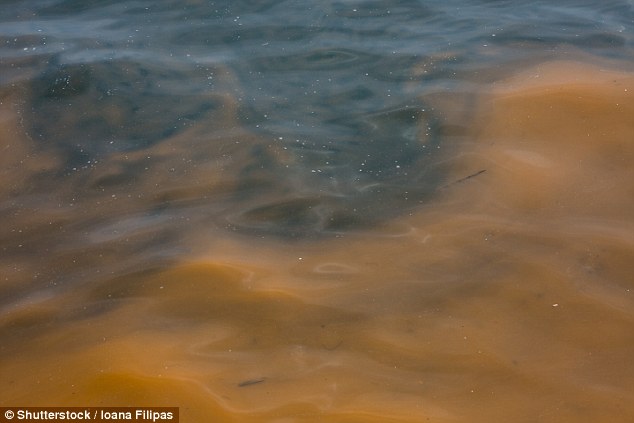 Water samples at the feeding sites have revealed traces of domoic acid, a powerful neurotoxin produced by red algae. During blooms, these algae can spread rapidly, covering the water’s surface in 'red tides' and being eaten by fish and shellfish