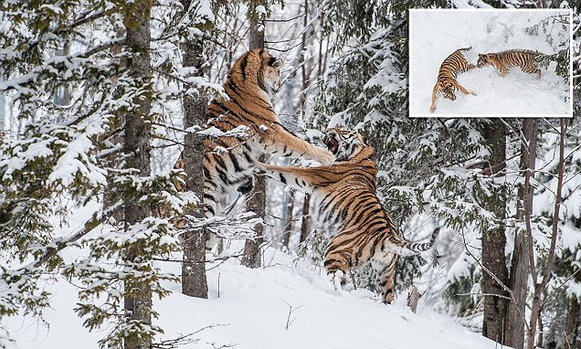 Endangered Siberian tigers caught in snowy scuffle in Sweden over female