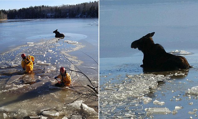 Canada's Shediac firefighters rescue moose trapped in frozen lake