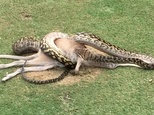 A python is seen wrestling with a wallaby in the middle of a fairway on a golf course in Cairns, Australia