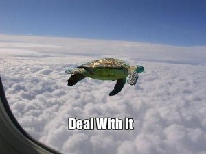 a.baa-Flying-Turtle-Deal-with-it