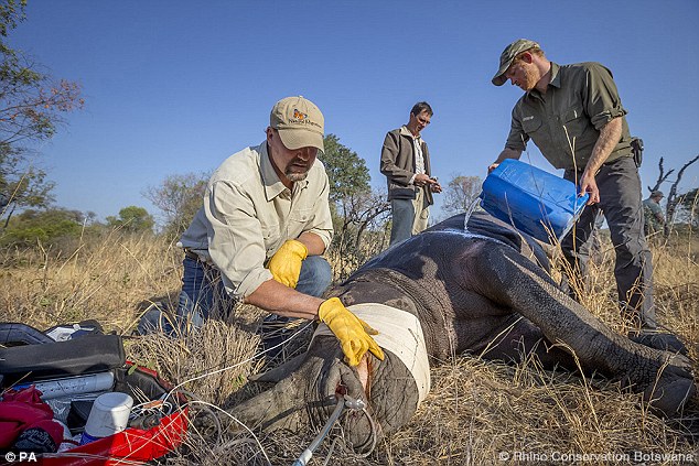 Harry helps out during his 2015 trip. Rhinos, described by Harry as 'one of Africa's most iconic species', are hunted for their horns. Poaching could make them extinct in 10 years