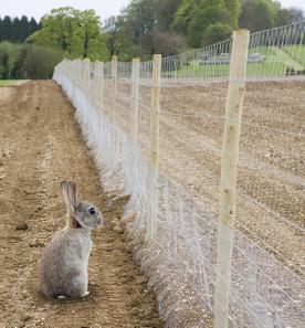 173171-276x297-rabbit-outside-rabbit-proof-fence-sm