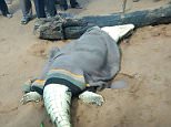 Villagers cut open a crocodile and found the remains of an eight-year-old boy inside 
